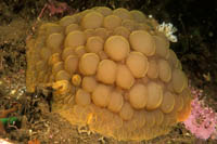 Archidoris wellingtonensis